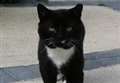 Second cat killed in a week after being shot 20 times