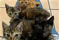 RSPCA investigation after four kittens abandoned in field