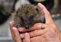RSPCA ready for big spike in hedgehog calls 