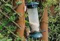 Daring mouse climbs six feet of garden fencing to get his paws on bird feed
