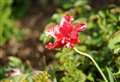 Open gardens in Suffolk and south Norfolk