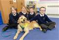 Primary school using golden retriever to help pupils' reading