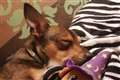 Puppy undergoes emergency operation to remove stick half the size of its body