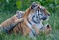 Tiger Cubs’ birthday set to be celebrated by zoo