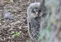 Zoo owls help Bavarian plan to take flight 