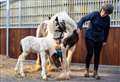 Foal born to rescued smuggling ring mare
