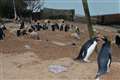 Covid-19 forces permanent closure of zoo