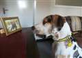 Can you help homeless dog Harley?