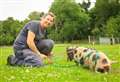 We’re kind of a pig deal: experience days bring home the bacon down on the farm