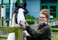 Open up to visitors? Neigh problem for horse charity’s Wacky Wednesday