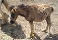 Man guilty of causing young foal's 'unnecessary suffering' 