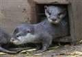 Otter-ly adorable twins at Banham Zoo