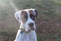 Bilbo is looking for his forever home