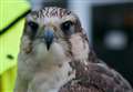 Diss Express joins falcon plan to clear pigeons