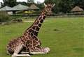 Giraffe set for cross-county road trip to new home