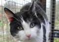 Cat of the Week - Spongebob