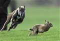 Four men reported after hare-coursing incident in Mendlesham