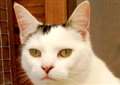Tinka looking for her forever home