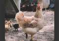 Coronavirus outbreak at South Norfolk chicken factory