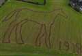 Eye horse image highlights the role animals played in World War One