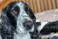 Devastating news as beloved dog found after 18-month search