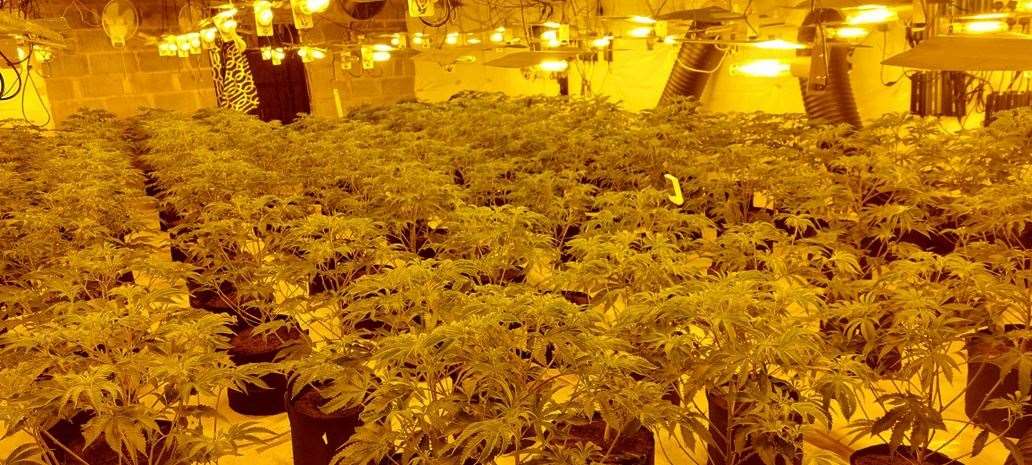 The cannabis plants found by police in South Lopham. Pictures: South Norfolk Police
