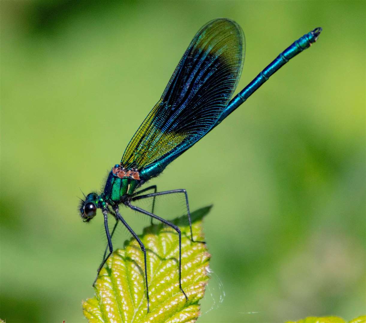 Dragon flies are one of the inhabitant species