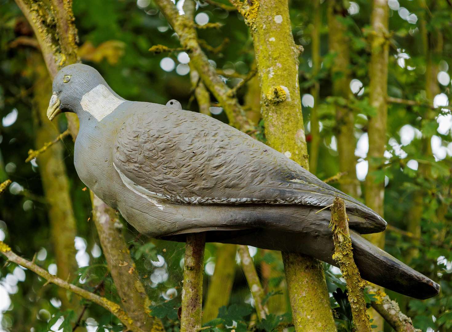 A ‘Bird Banksy’ is putting bird figures up in the village of Rushall next to Vincent’s Garage and no one seems to know who is doing it. Picture: Mark Bullimore