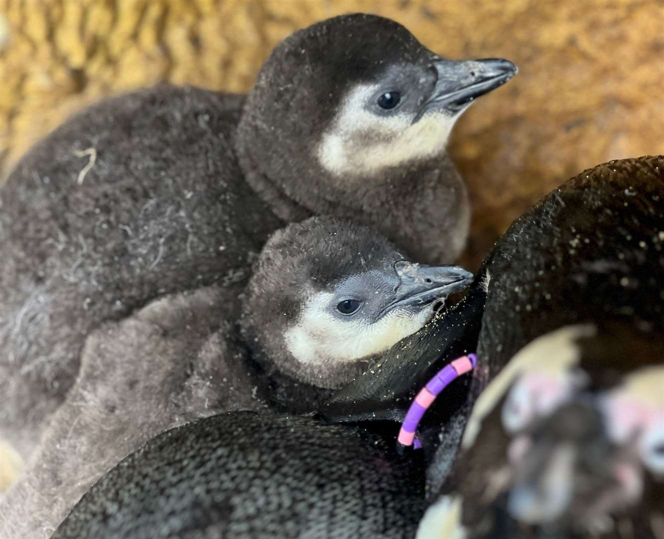 The two new hatchlings at Banham Zoo. Picture submitted