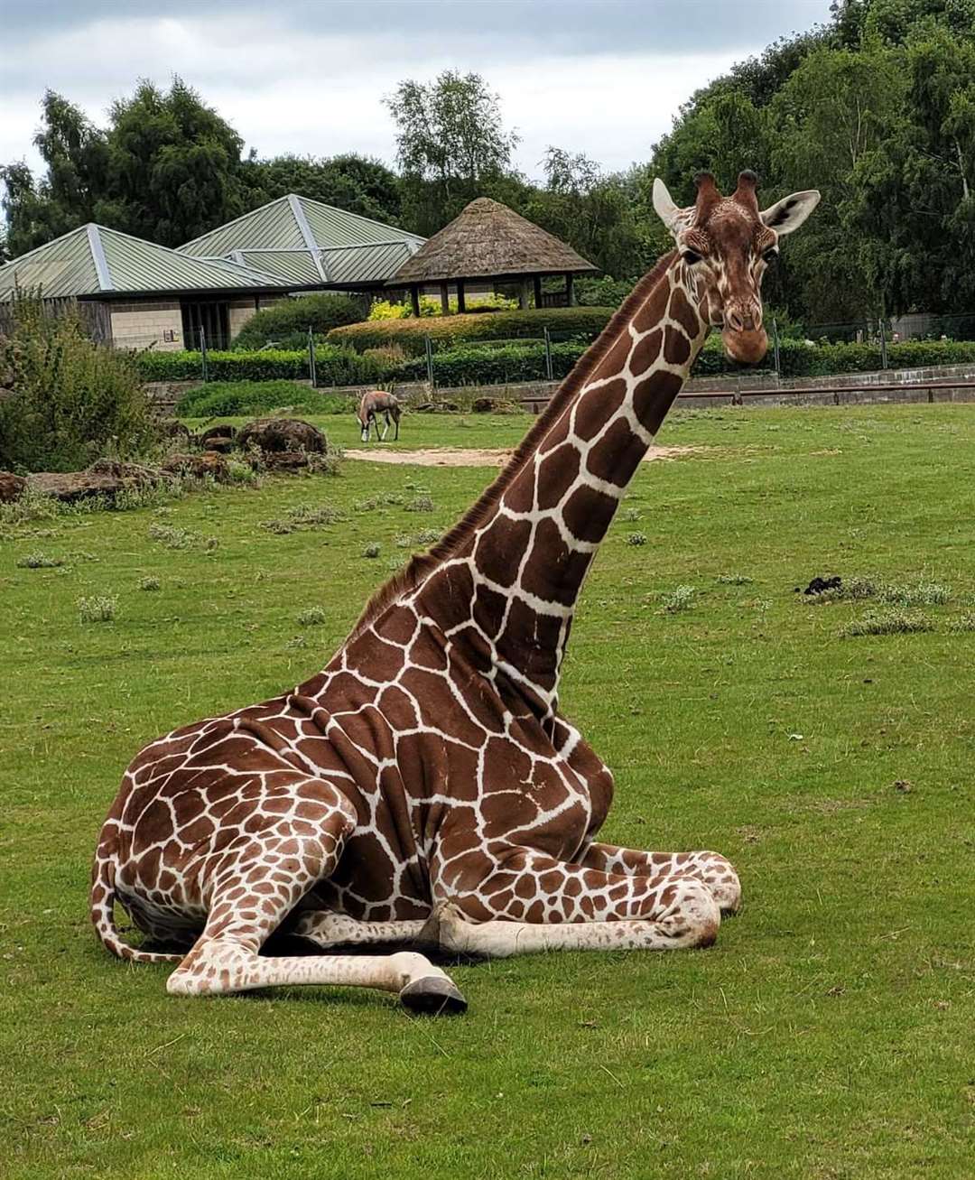 Iniko the giraffe. Picture: ZSEA