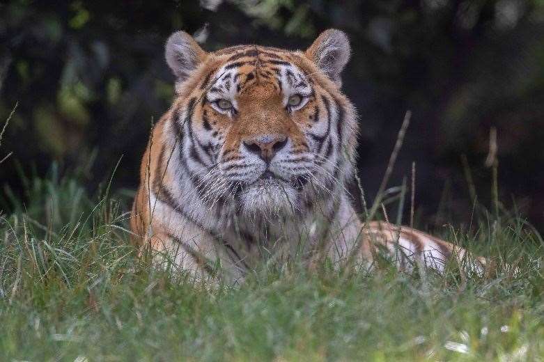 Kuzma the tiger (62760038)