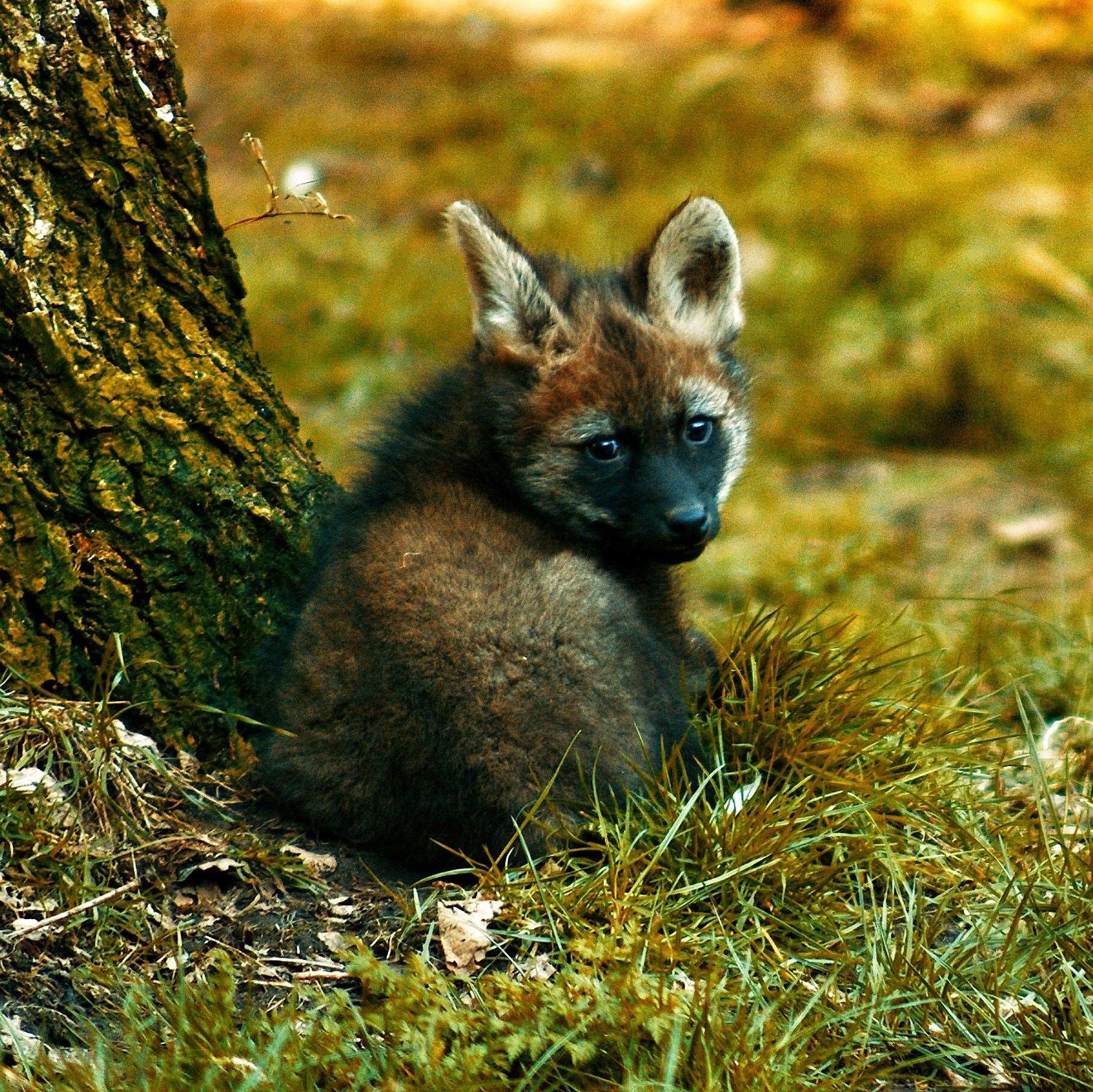 The four new pups are now exploring their enclosure at Banham Zoo. Picture: Banham Zoo