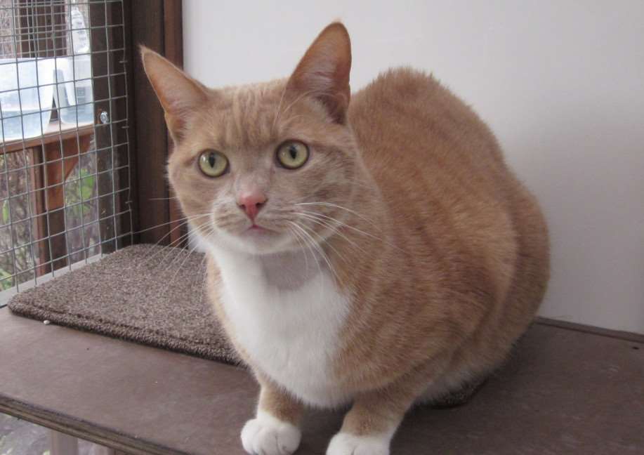 Cat of the Week - Jimmy ANL-141215-094107001