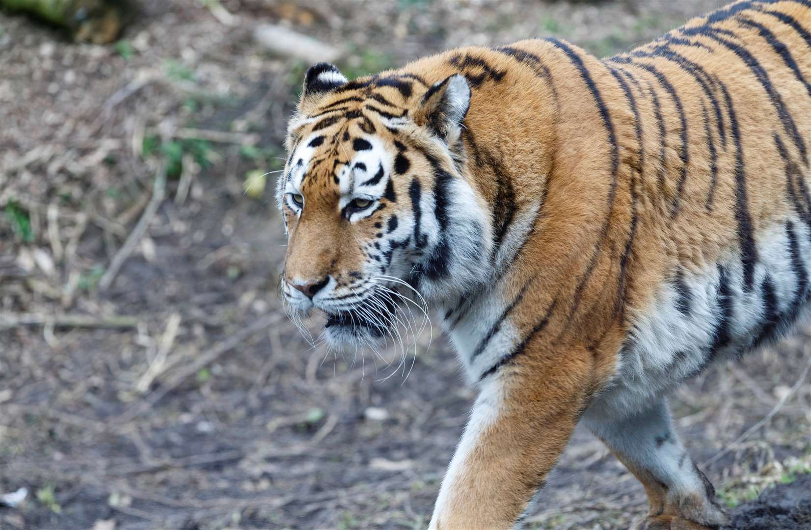 Banham Zoo offered ‘kids go free’ during the half term week. Picture: Mark Bullimore