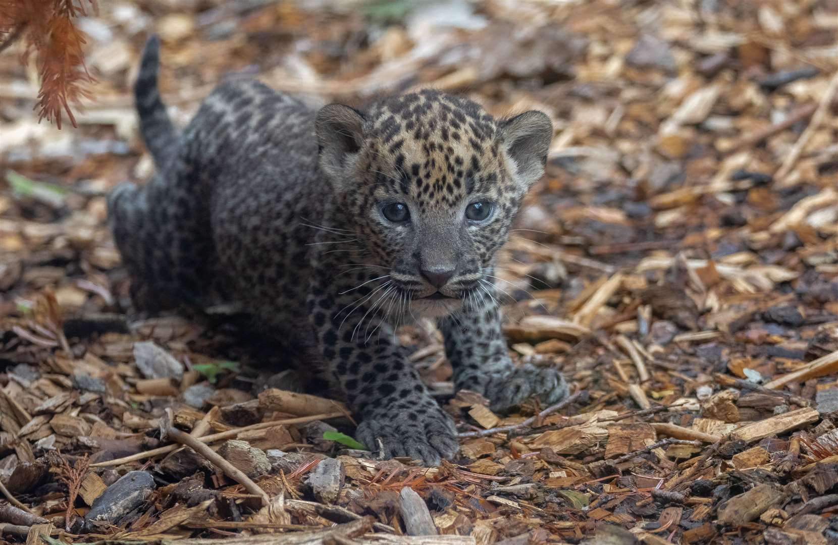 One of the new leopard cubs at Banham zoo (38464599)