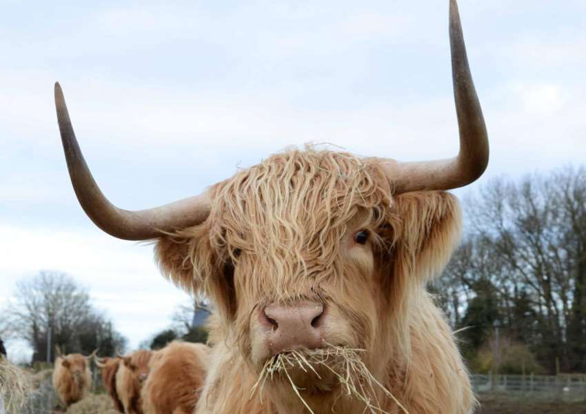 A highland cow was among those which brought trains to a halt.