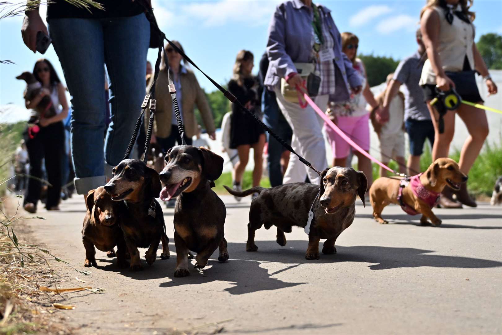 The dachshund breed parade at Goodwoof (Jas Lehal Media Assignments/PA)
