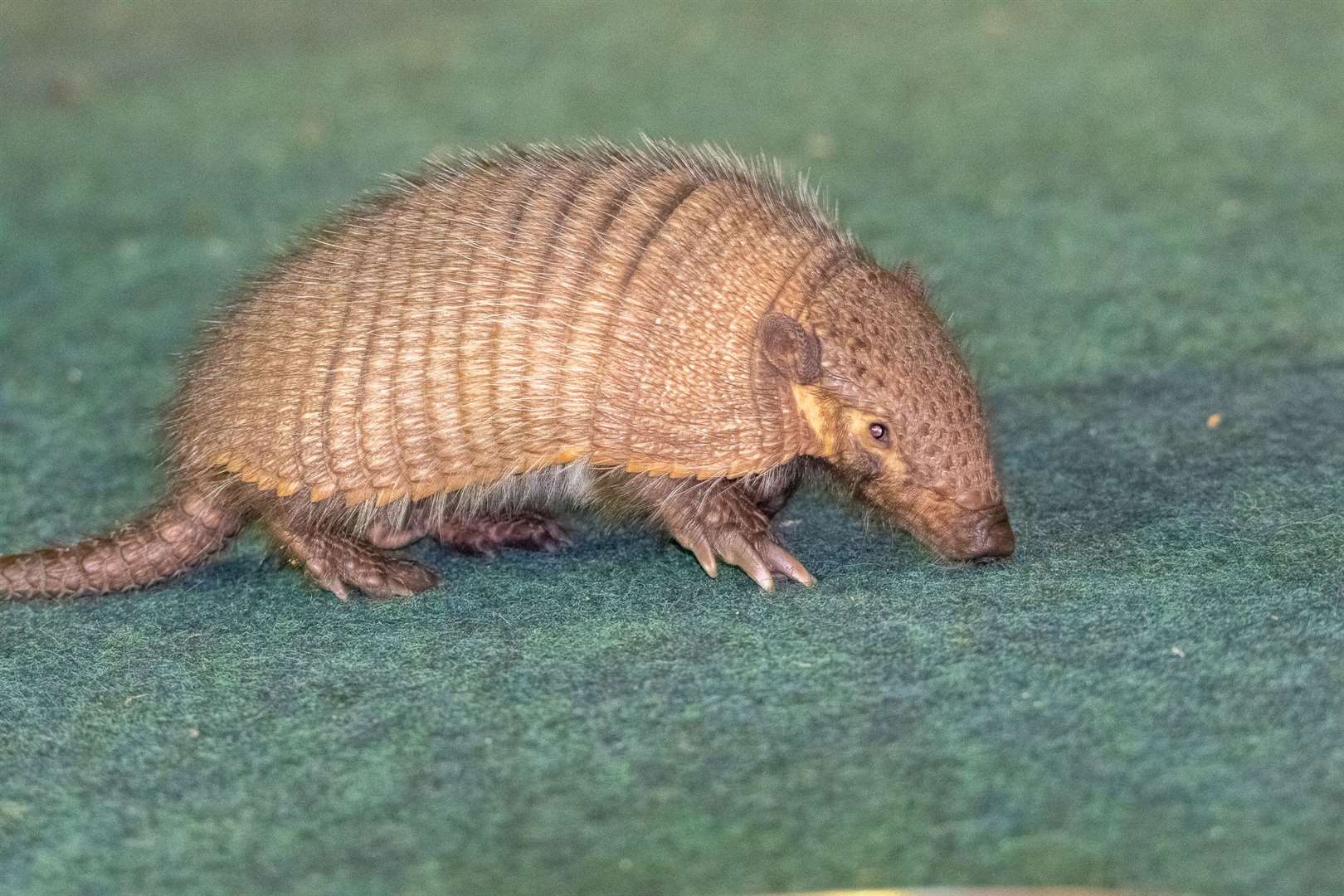 are armadillos nocturnal or diurnal are armadillos nocturnal or diurnal
