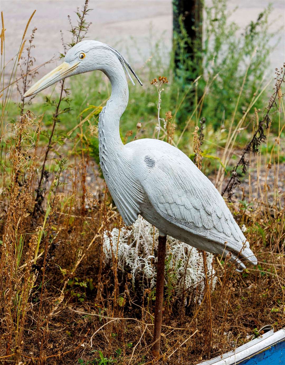 One of the herons put up in the village of Rushall. Picture: Mark Bullimore