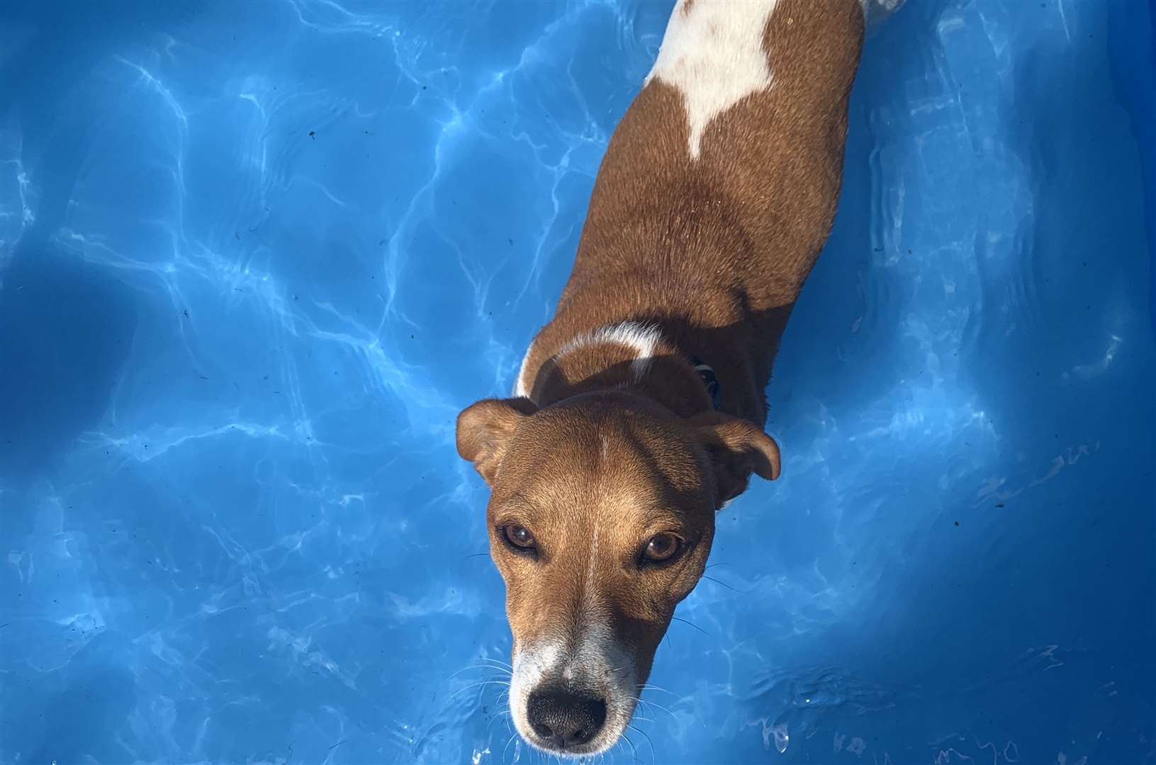 Dogs are not able to regulate their body temperature in the same way as people, so RSPCA advises to make sure they have plenty of fresh water.