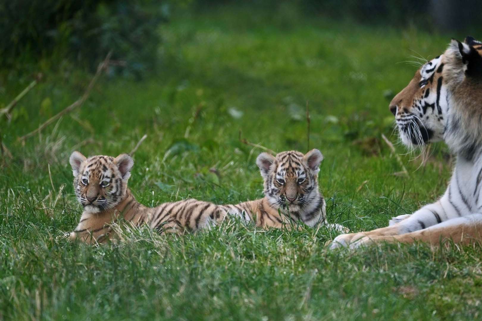 Banham Zoo has revealed the names of its two male Amur tiger cubs as Kash and Kumi following a naming competition. Picture: Banham Zoo