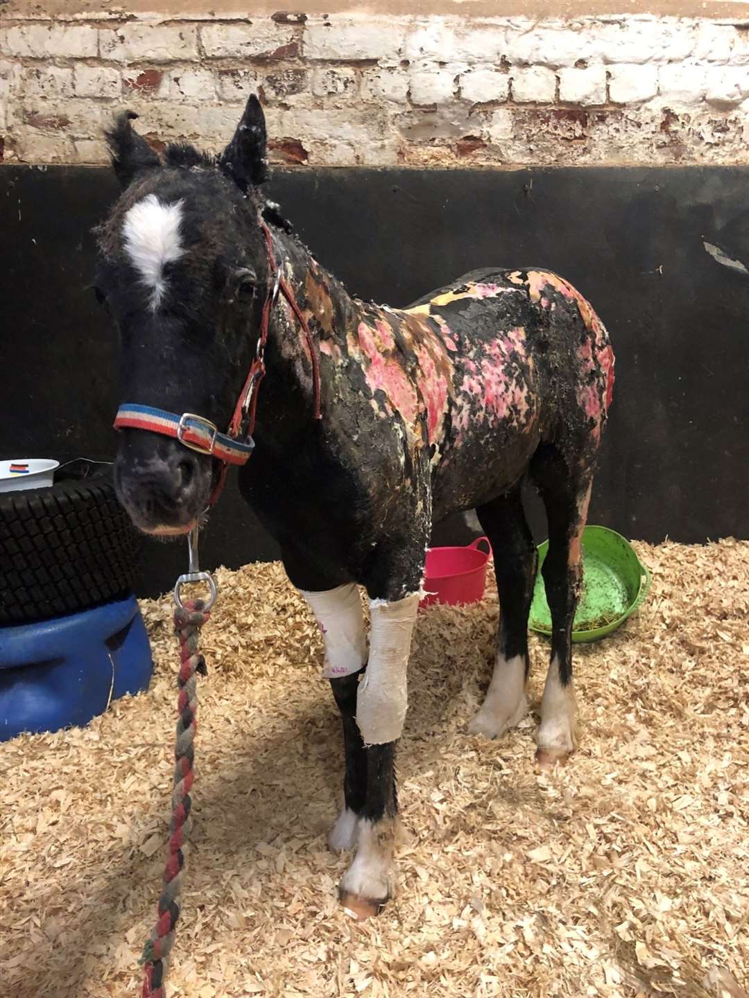 Phoenix with his injuries from the suspected arson attack. (52140656)