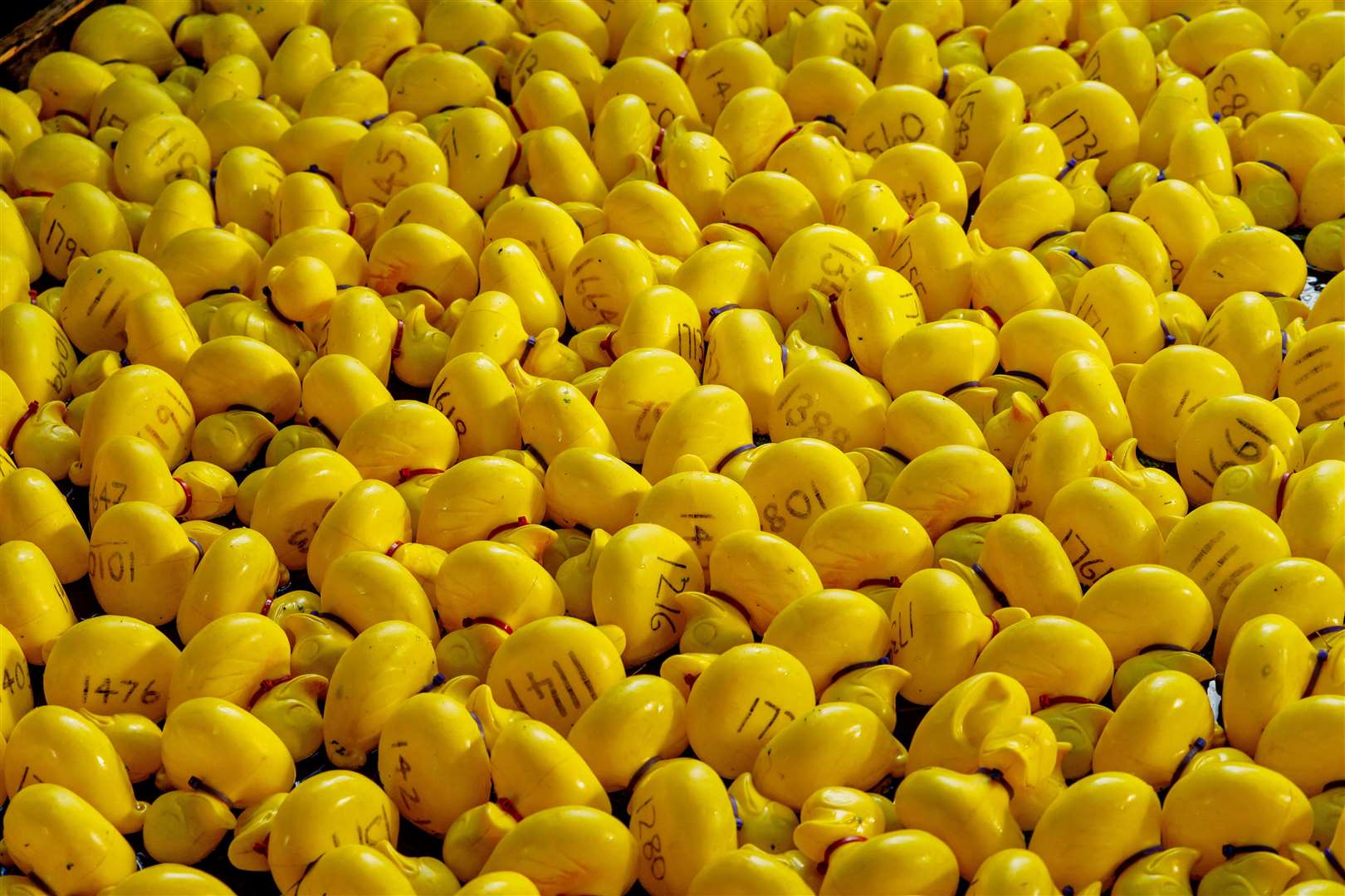 1st Eye Scouts annual fundraising duck race along the River Dove in Eye. Picture: Mark Bullimore