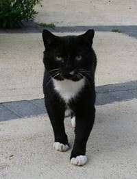 White Toes was a well known cat around Redlingfield. (35028102)
