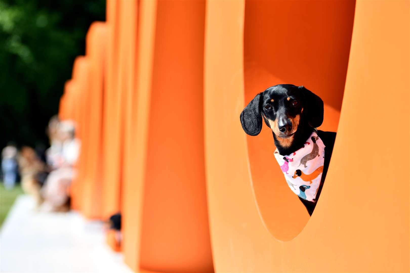 One hound enjoys the surroundings (Jas Lehal Media Assignments/PA)