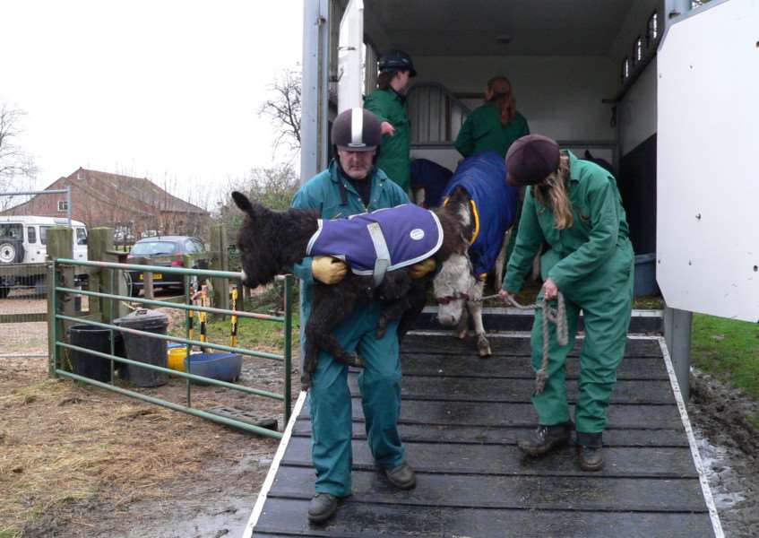 Rescued Esther was so weak when she was rescued she needed to be carried from the lorry. Submitted picture.