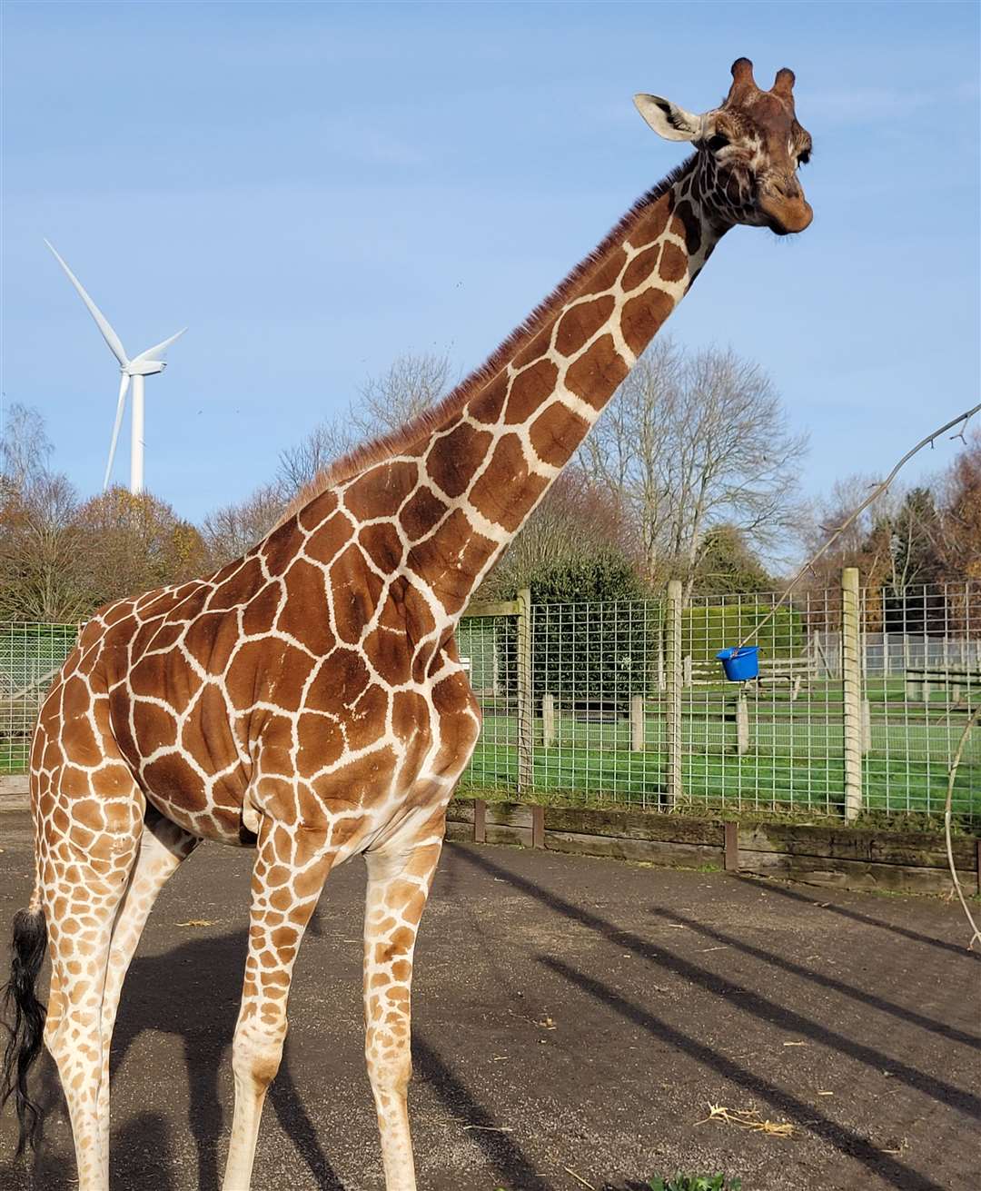Iniko the giraffe. Picture: ZSEA