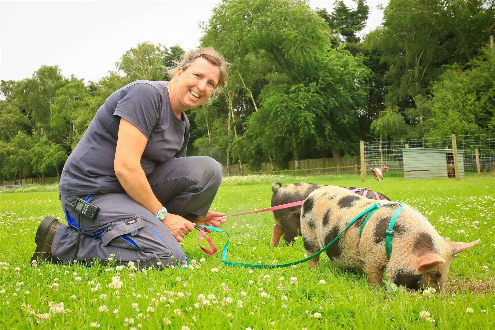Stacey Eve with her Pigs at Everlong Farm. Pictures: Gary Donnison