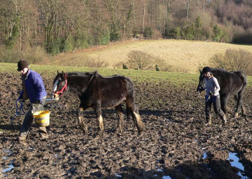 More than 100 horses and donkeys were living in horrific conditions at Spindle Farm, Amersham. Submitted picture.