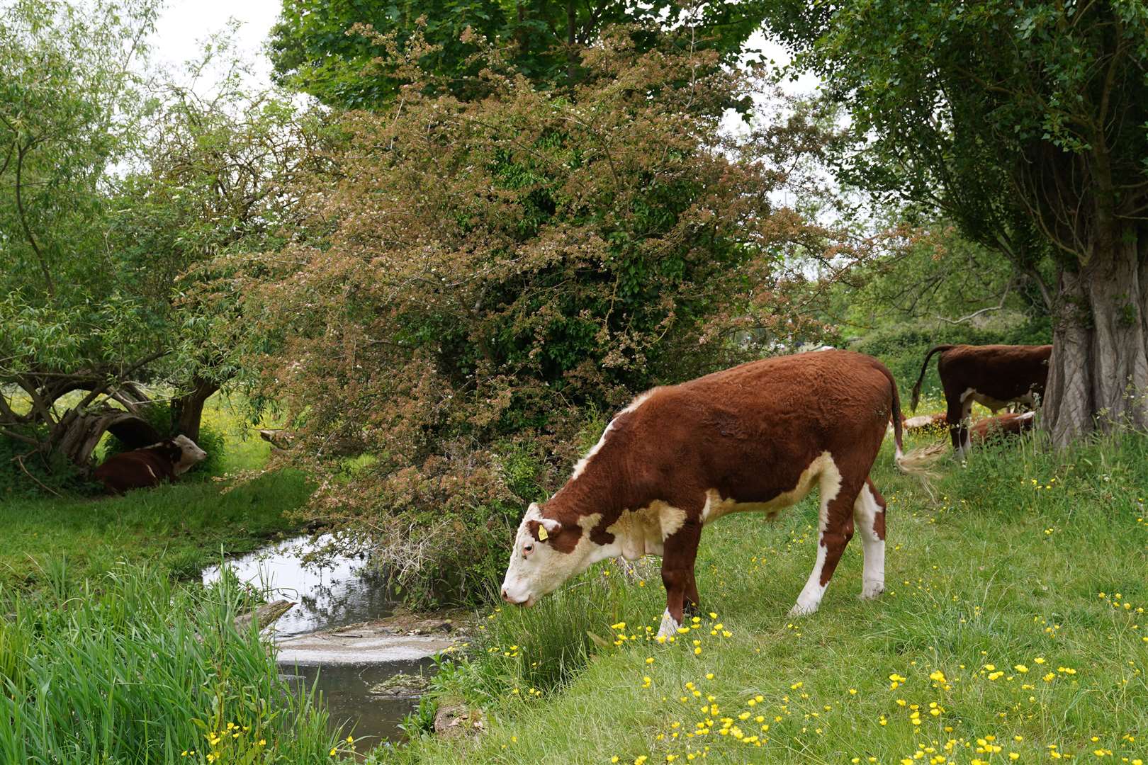 Cambridge City Council said an average of two to four cows fall into the river during a grazing season (Joe Giddens/PA)